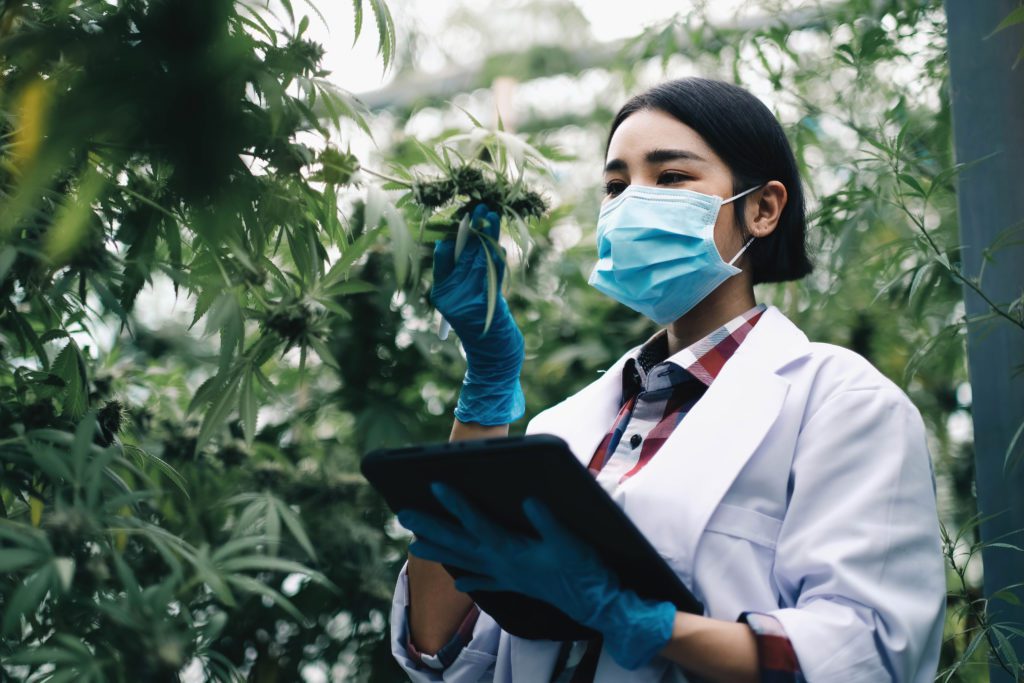 A botanist examines a cannabis plant in a lab setting.